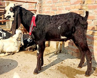 دو نر بکرے قربانی کے لیے