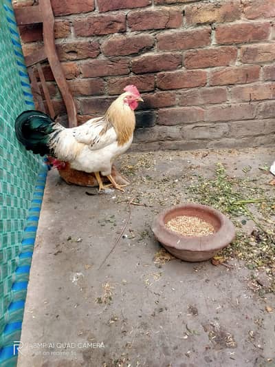 Active Rooster for sell