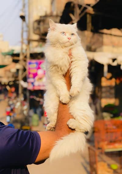 Persian triple coated punch face cat  available for sale