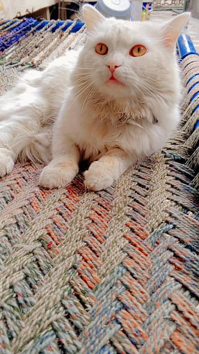 persian feemale cat available for sale