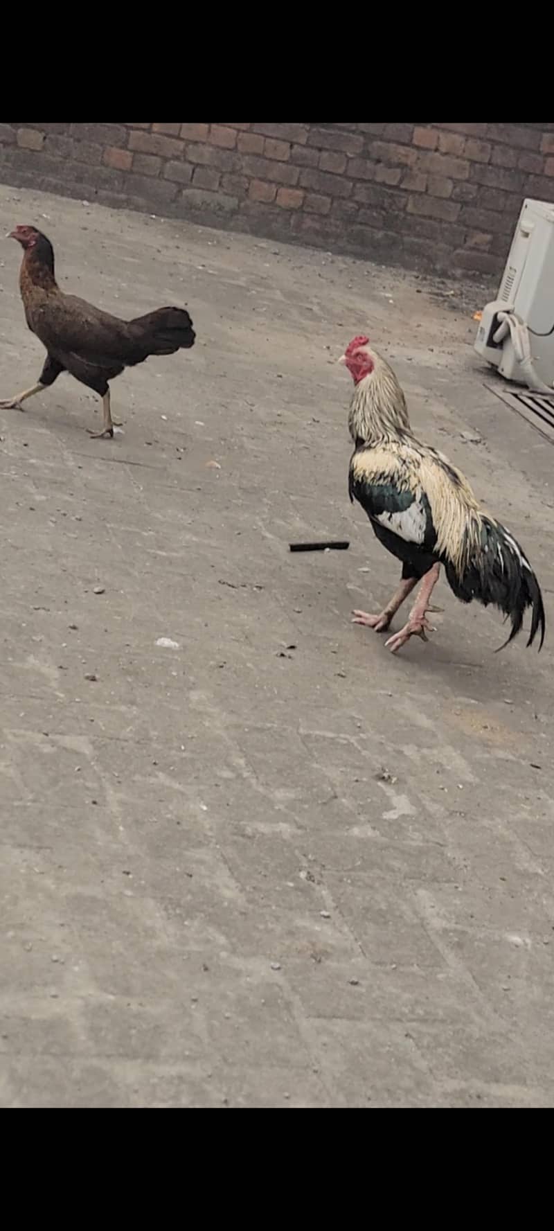 Aseel Murga Java nasal 0