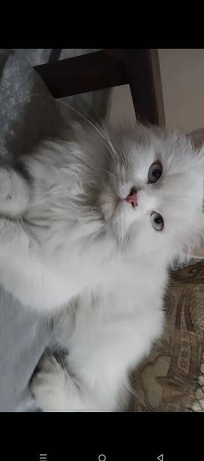 PERSIAN CAT