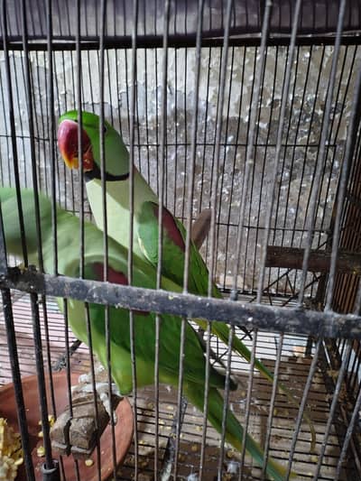 Raw 100% Breeder Pair Jambo Size