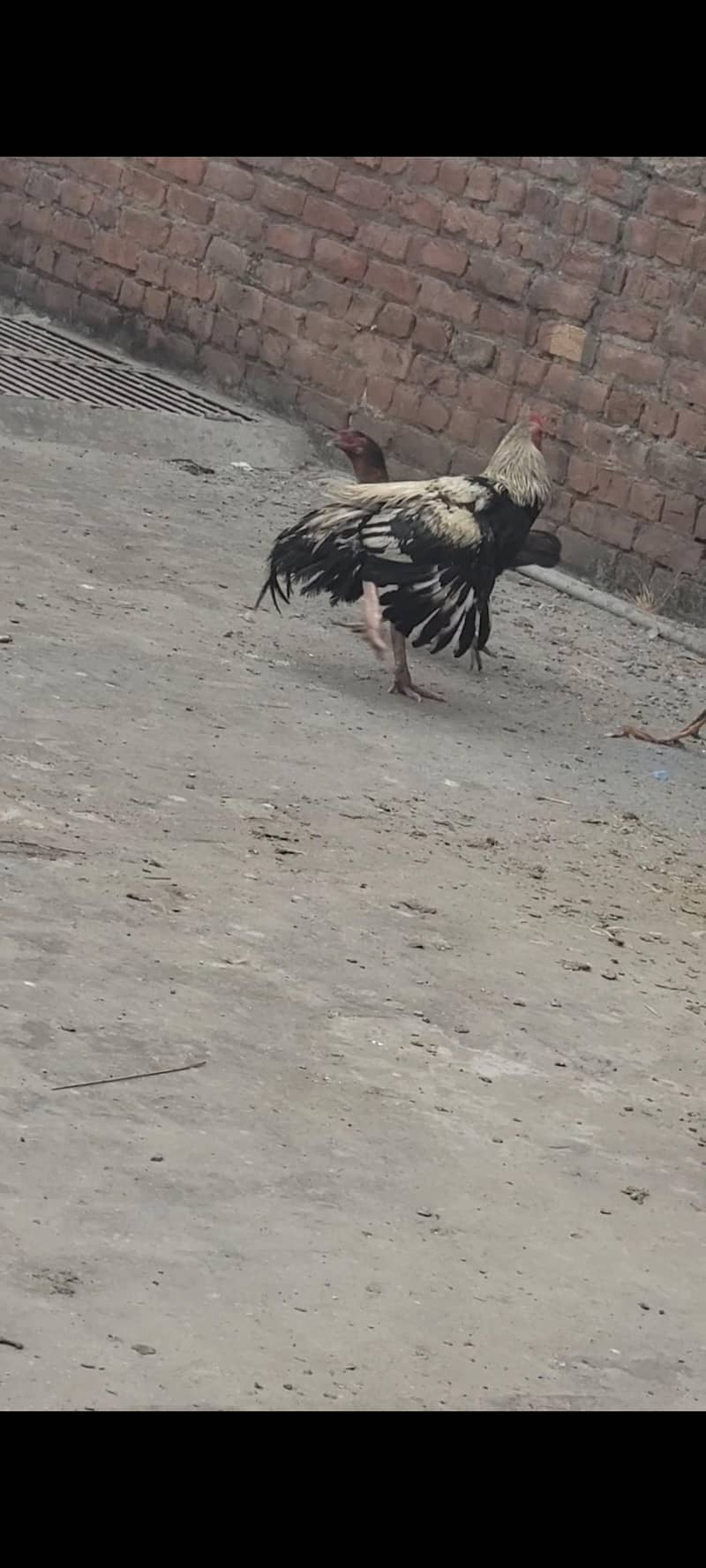 Aseel Murga Java nasal 1