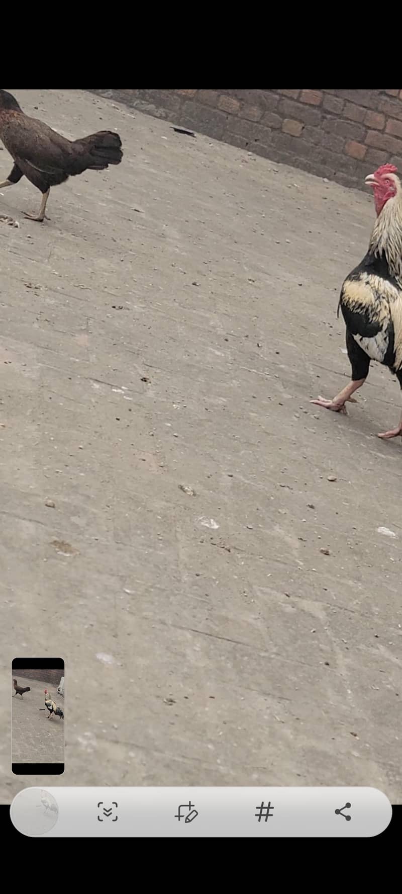 Aseel Murga Java nasal 2