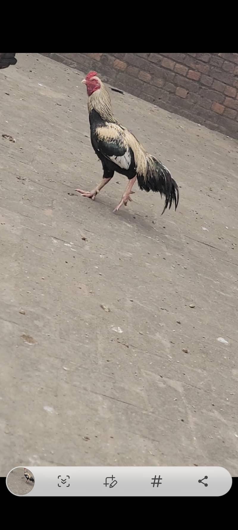 Aseel Murga Java nasal 3