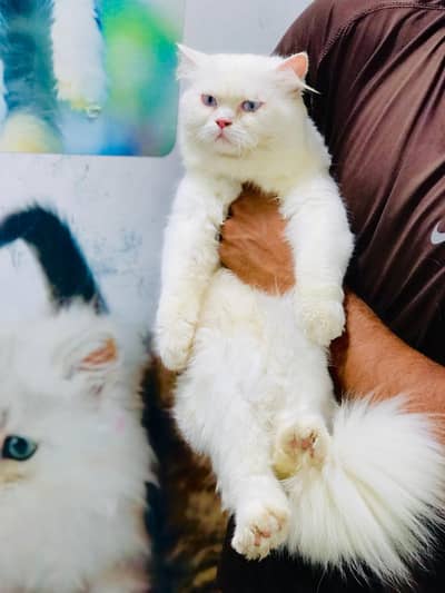 Persian triple coated punch face cat available for sale