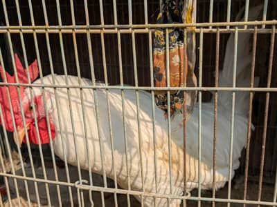 desi murga aur murgi