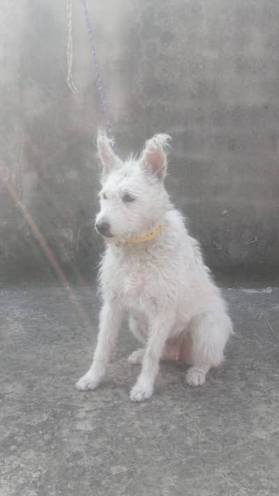 russain femle for sale