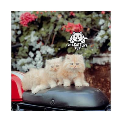 Persian British punch face piki face kitten cat available