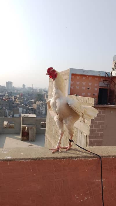 urgent for sell aseel heera murgha 5 months age