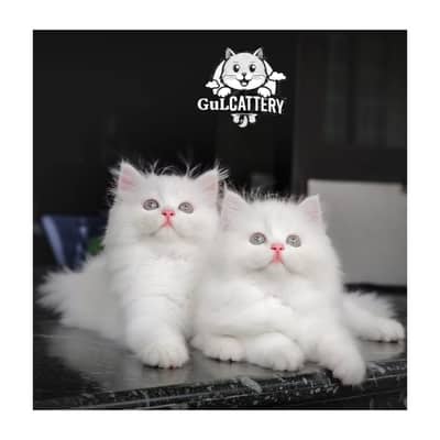 Persian British punch face piki face kitten cat available