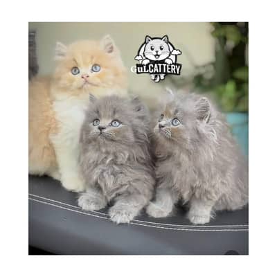 Persian British punch face piki face kitten cat available