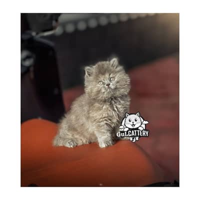 Persian British punch face piki face kitten cat available