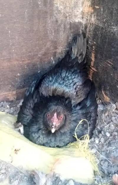 Kuruk Aseel madi 03125544226