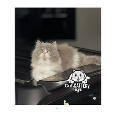 Persian British punch face piki face kitten cat available