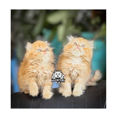 Persian British punch face piki face kitten cat available