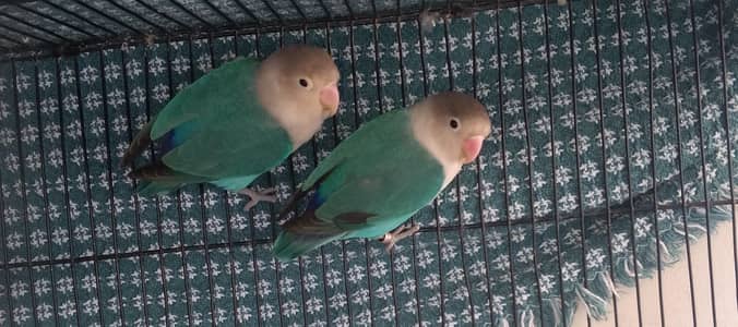 Love birds pair for sale