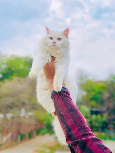 Persian triple coated punch face cat available for sale