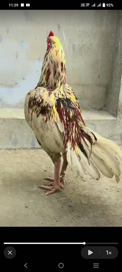 jawa. . Cheena. . myawali. . .