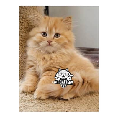 Persian British punch face piki face kitten cat available