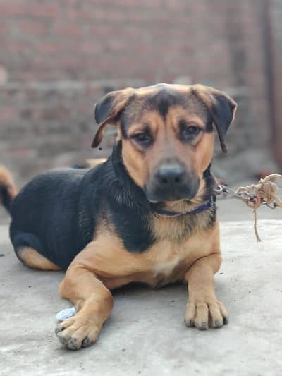 German Shepherd Cross