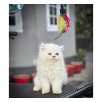 Persian British punch face piki face kitten cat available