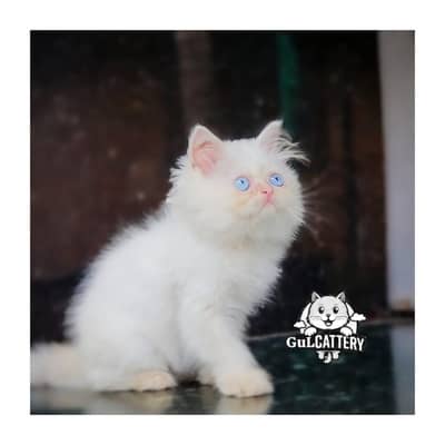 Persian British punch face piki face kitten cat available