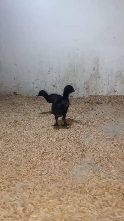 Ayam cemani Black/Grey tongue chicks available