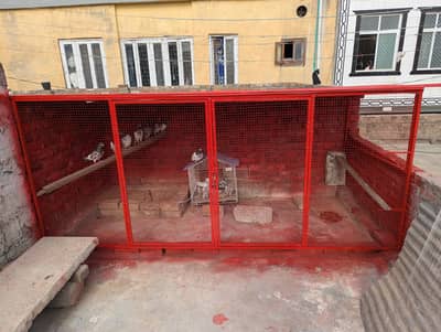 breedr kabuter 9pic for sale rawapindi