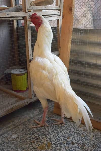 paper white aseel murga