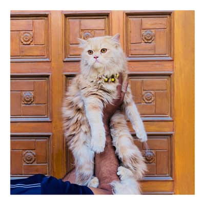 Persian triple coated punch face cat available for sale