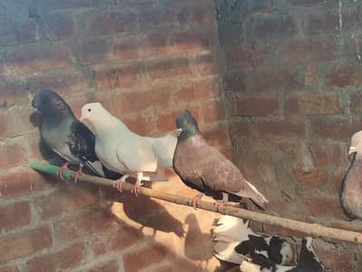 laka kabotar white and black pairs