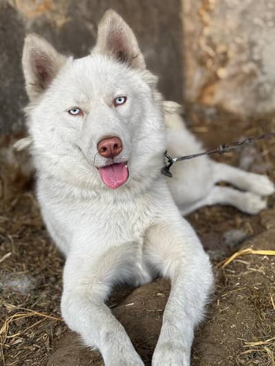 white husky female for sale