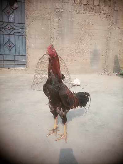 Aseel strong bloodline  murgha / patha