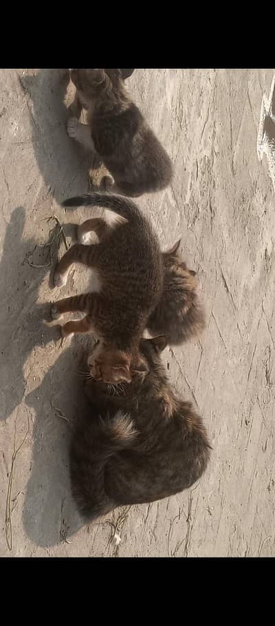 رابط نمبر 03224728525