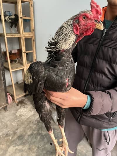 50/50 pakistani + imported