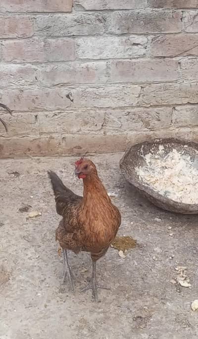 Dasin hen egg laying.