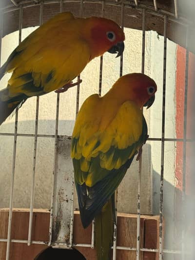 SUNCONURE READY TO BREED PAIR FOR SALE