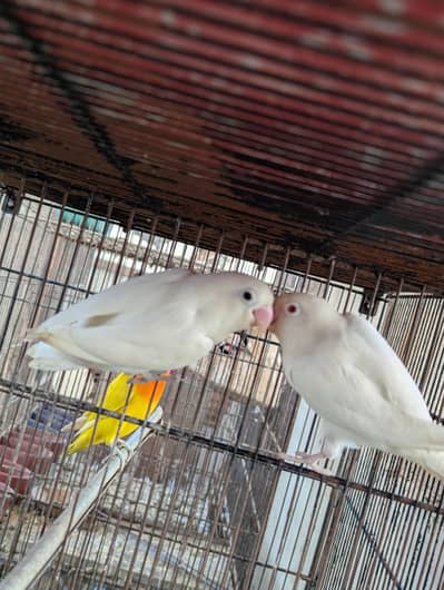 Healthy Active Breeder Pairs !!