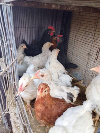 Buff Chicks, RIR Chicks, Australorp Chicks For Sale