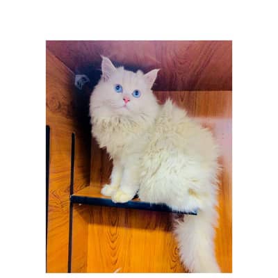 Persian triple coated punch face cat  available for sale