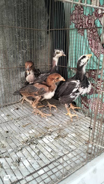 Thai and heera cross chicks