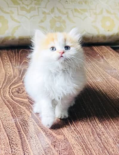 High Quality Persian Bi-color kitten