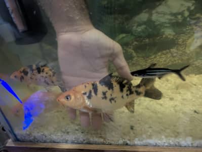 Koi Fish for sale