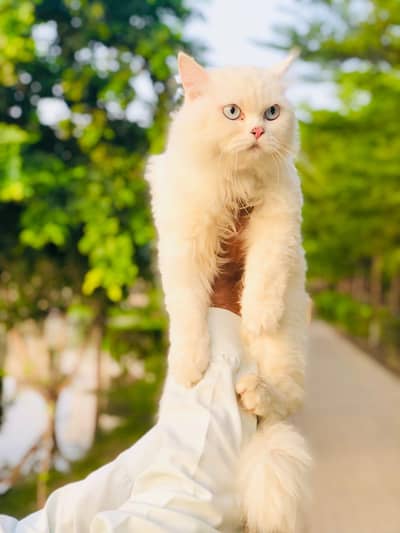 Persian triple coated punch face cat  available for sale