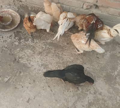 Desi hens