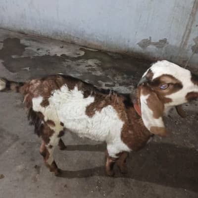 Bakra