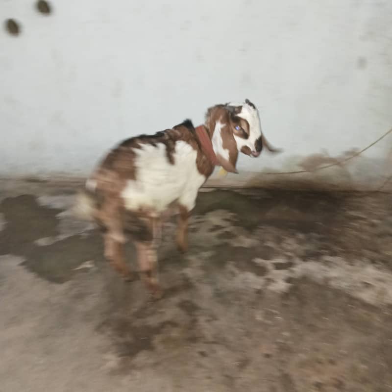 Bakra 2