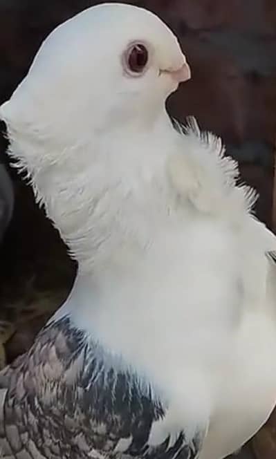 1 king paigon chicks pair 1 seternet Tay pair chicks for seel